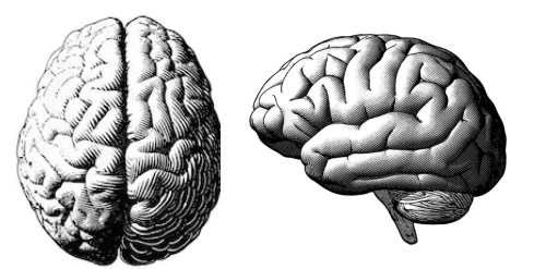 grayscale drawings of the human brain: top and lateral views