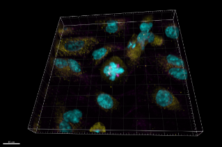 Raster data of Quad-spindle HeLa cell in 3D 
