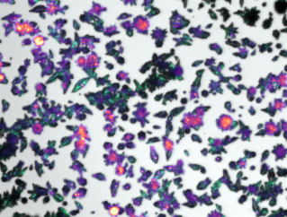 Perovskite Crystals