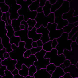 Arabidopsis pavement cells (40x)
