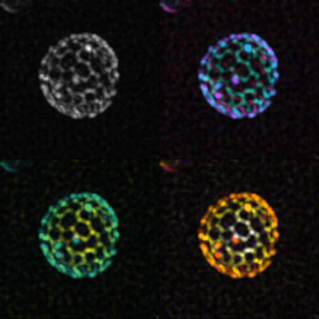 Buckyball Vacuoles