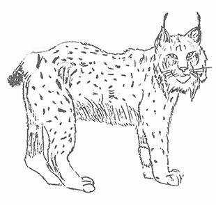 The lynx. | Drawings by Ejenavi Arido-Muoboghare, courtesy of Shawn Leroux.
