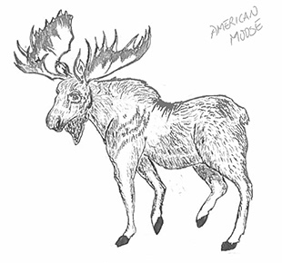 Illustrations of three animals found in Newfoundland. The American moose...