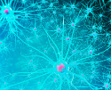 NEW PUBLICATION: How little-known cells tie into mental health