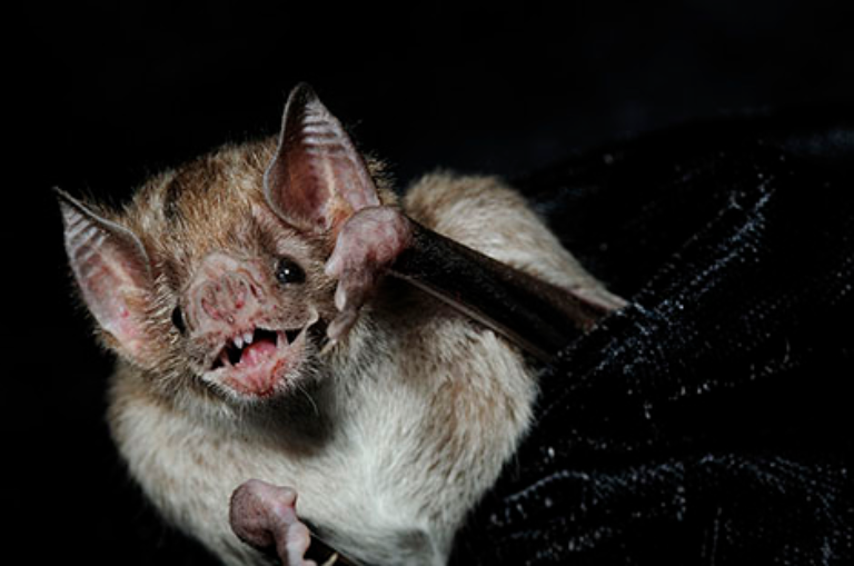Fear, disgust and nuisance: the plight of unloved wildlife