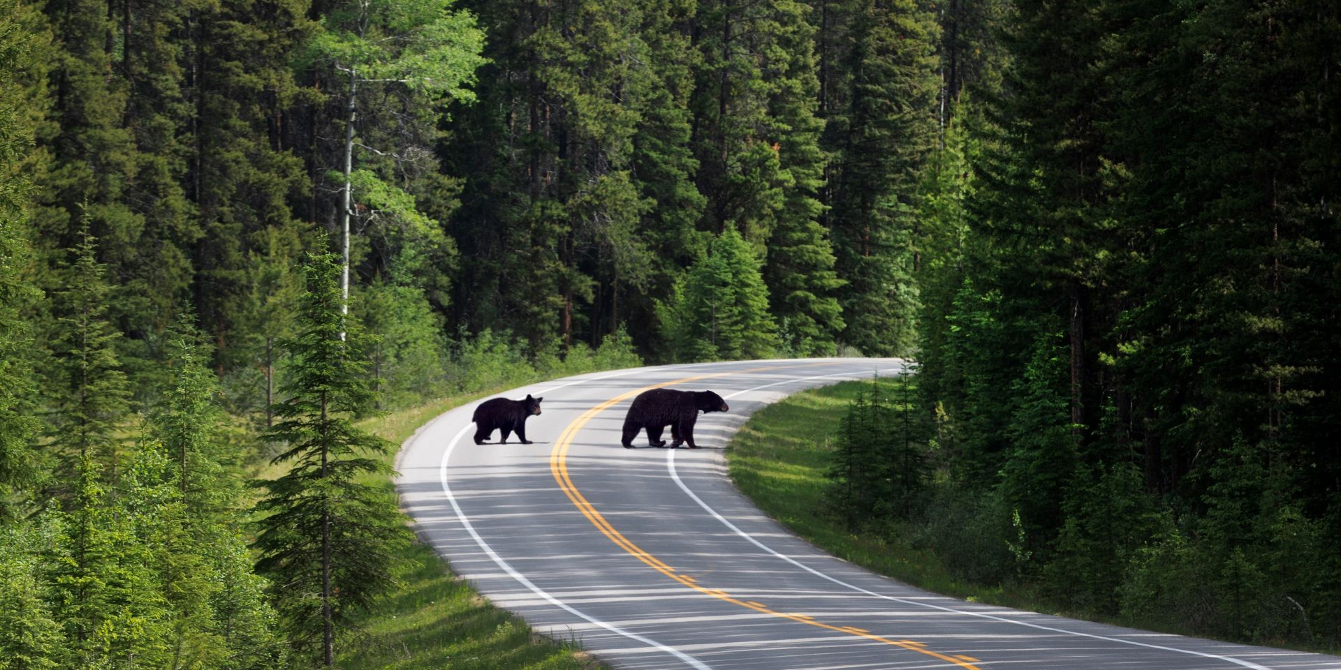 RESEARCH: Canada’s national parks can do better at limiting landscape fragmentation, Concordia study suggests