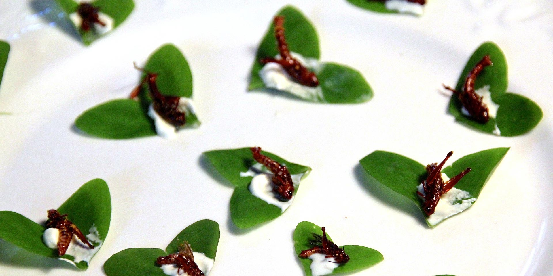 Insects for dinner