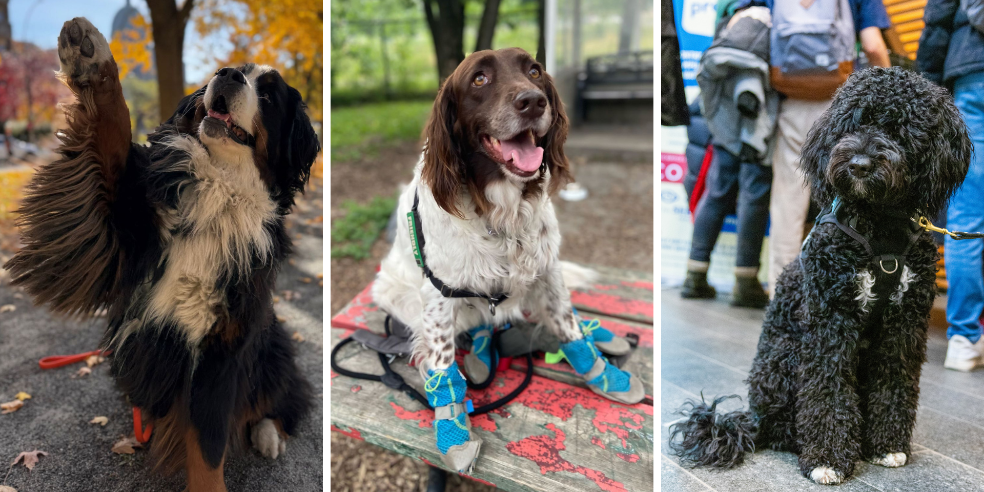 All fur one and one fur all: Meet the pets of Shuffle 2025 | News ...