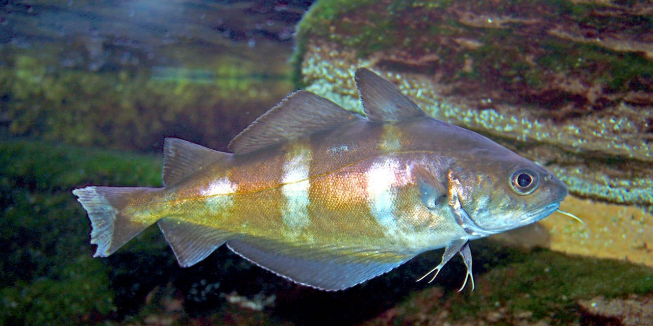 Climate Change Makes RangeShifting Fish Losers Study Mirage News