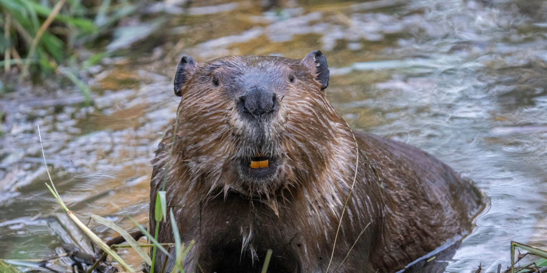 Blaming beavers for flood damage is bad policy and bad science ...