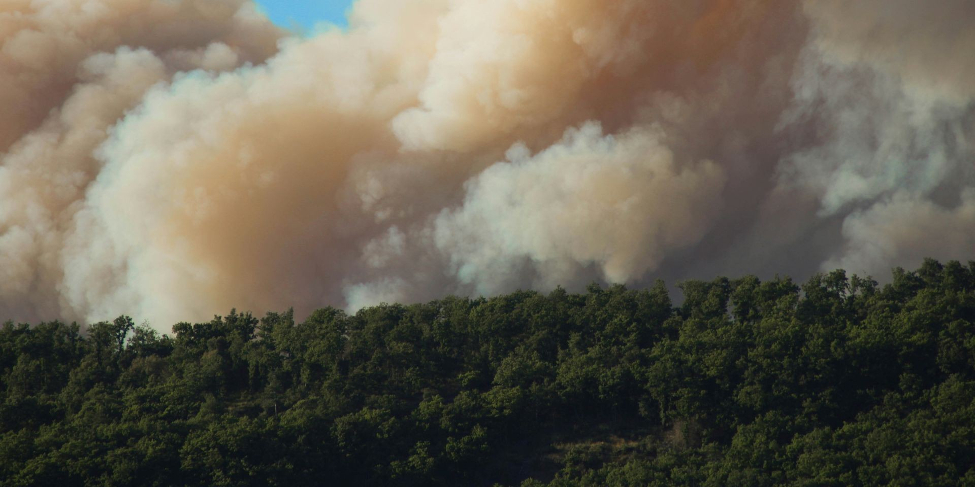 Quebec Wildfire Smoke Deforms Forest Moth Wings