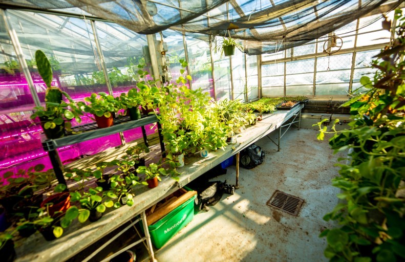 Une serre remplie de plantes et de feuillages luxuriants, créant un environnement vivant et prospère.