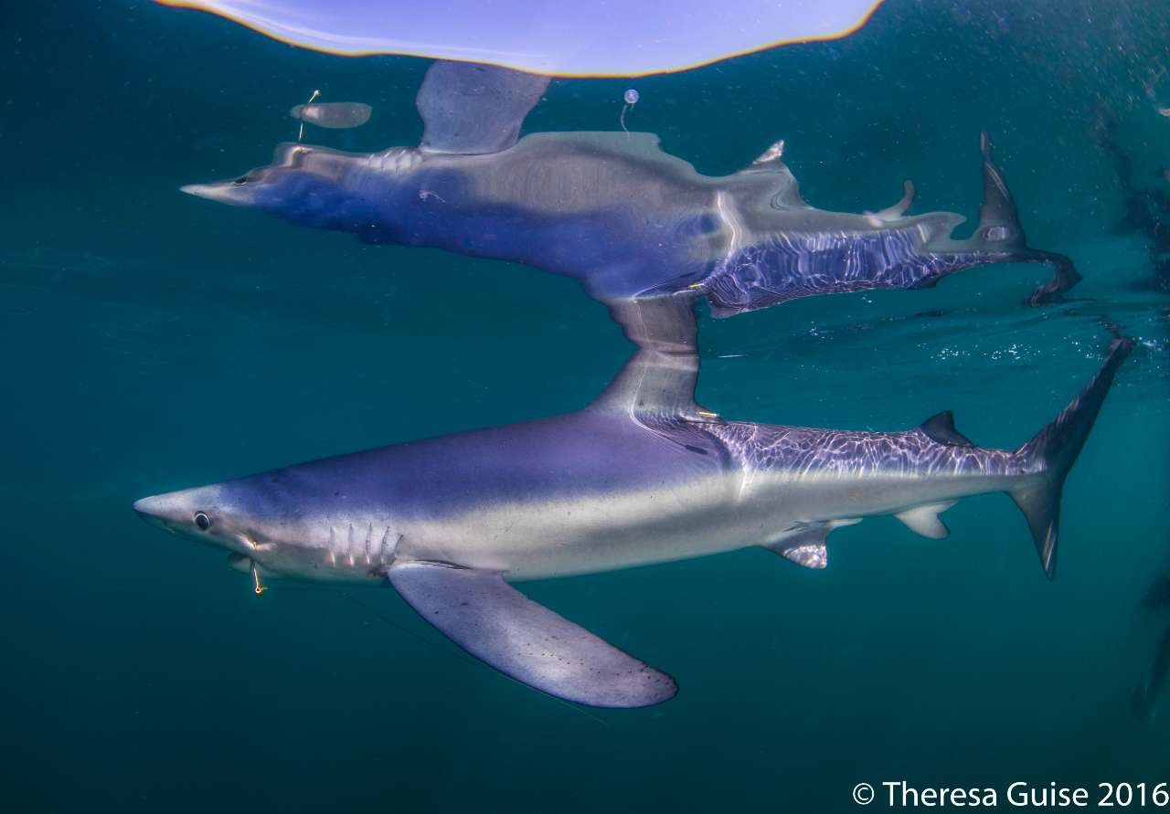 Shark underwater with fishing hook through its lip.