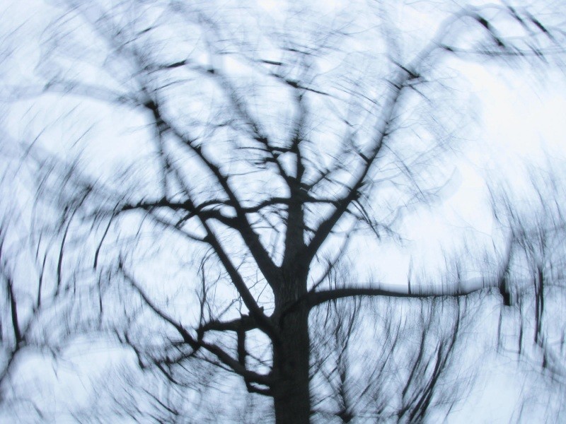 Blurry image of bare tree in winter against cloudy sky