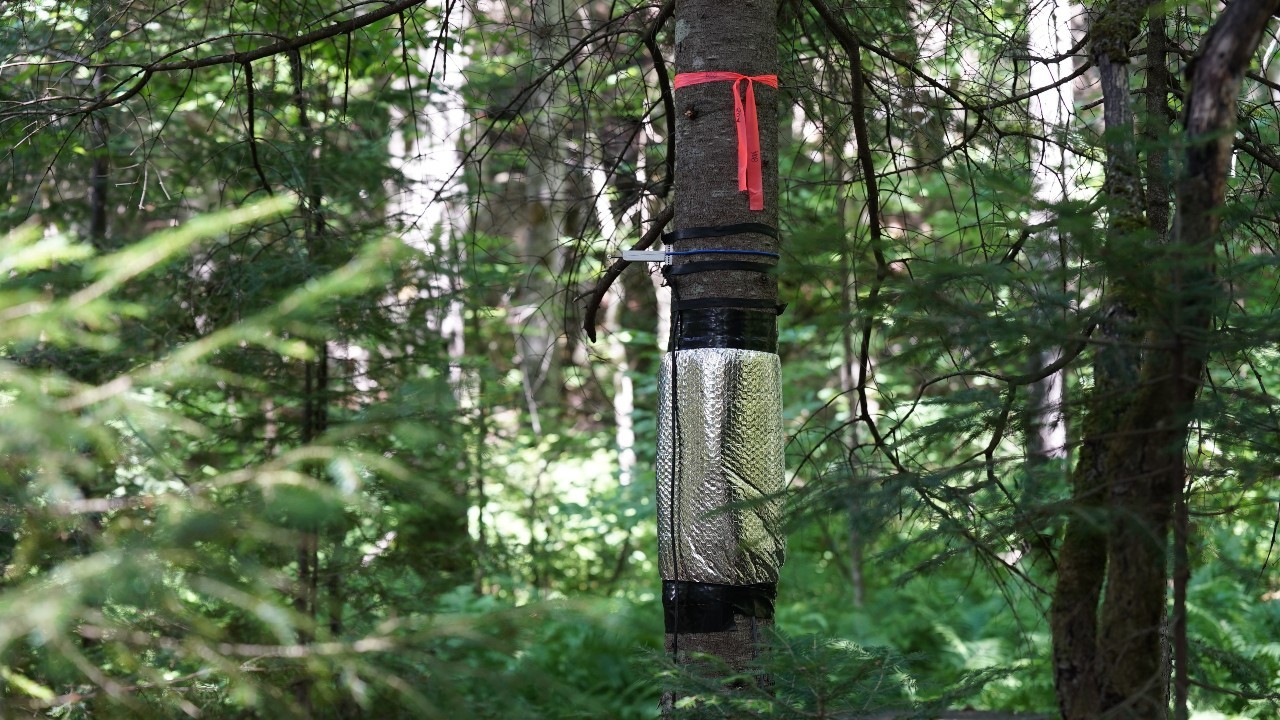 Electrical tape holds an aluminum sleeve around a tree trunk in a dense forest.