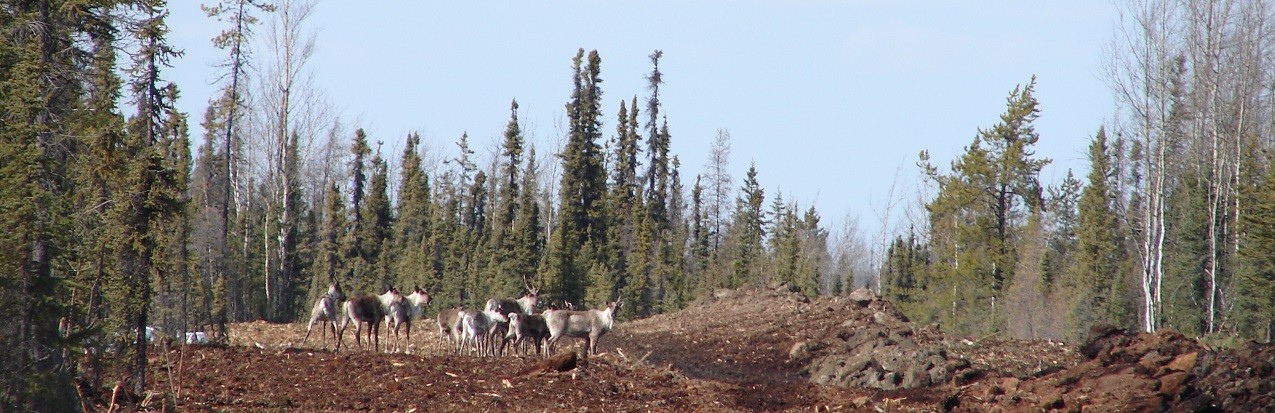 Caribou on a pipeline in northeast BC