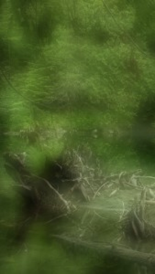 Image of blurred green forest