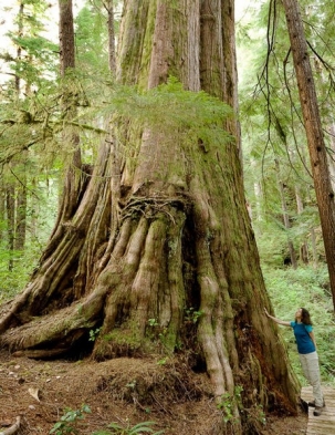 Image of a giant tree with a person standing next to it