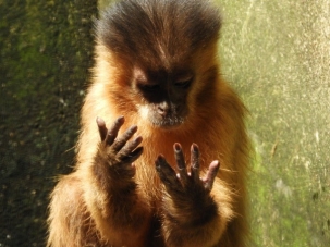 Capuchin monkey