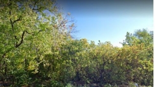 Image of trees and sky on the Falaise St Jacques, a green space in the Notre-Dame-de-Grace neighbourhood of Montreal