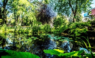 Image of a pond overhung with greenery