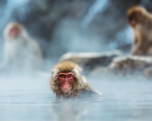 Japanese macaques bathing