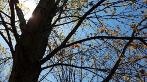A picture of a silver maple, with trunk, branches, and leaves against a blue sky, as seen from below.