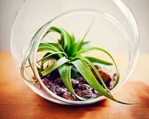 A phto of a small plant in a bowl