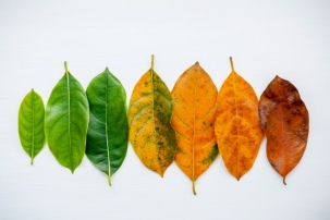 A series of leaves ranging from small, light green, through larger, dark green, then yellow, orange, and smaller red