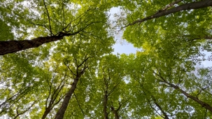 A photo of green trees against a blue sky, taken from below
