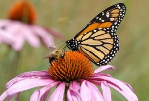 An image of an orange, yellow, and black butterfly on an orange and pink flower