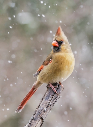 A photo of a female Northern Cardinal (a yellow bird with a bright red beack and tail) perched on a branch with snowflakes falling around her. 