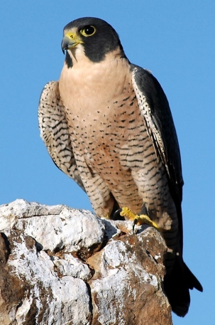 An image of a peregrine falcon sitting on a rock against a blue sky