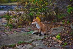 Image of a red fox sitting on a rck against a background of greenery