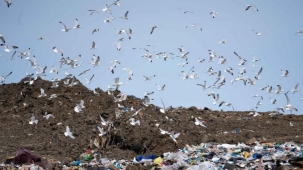 Gulls flying over a landfill
