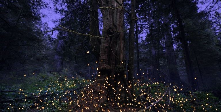 A view of a forest at dusk, with small lights in the bottom foreground