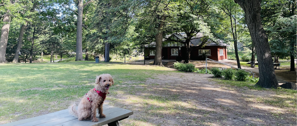 Small brown dog sitting on a picnic table in a park
