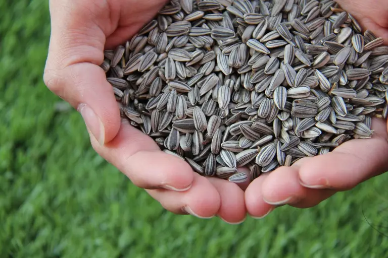 Two hands cradling a handful of subnflower seeds