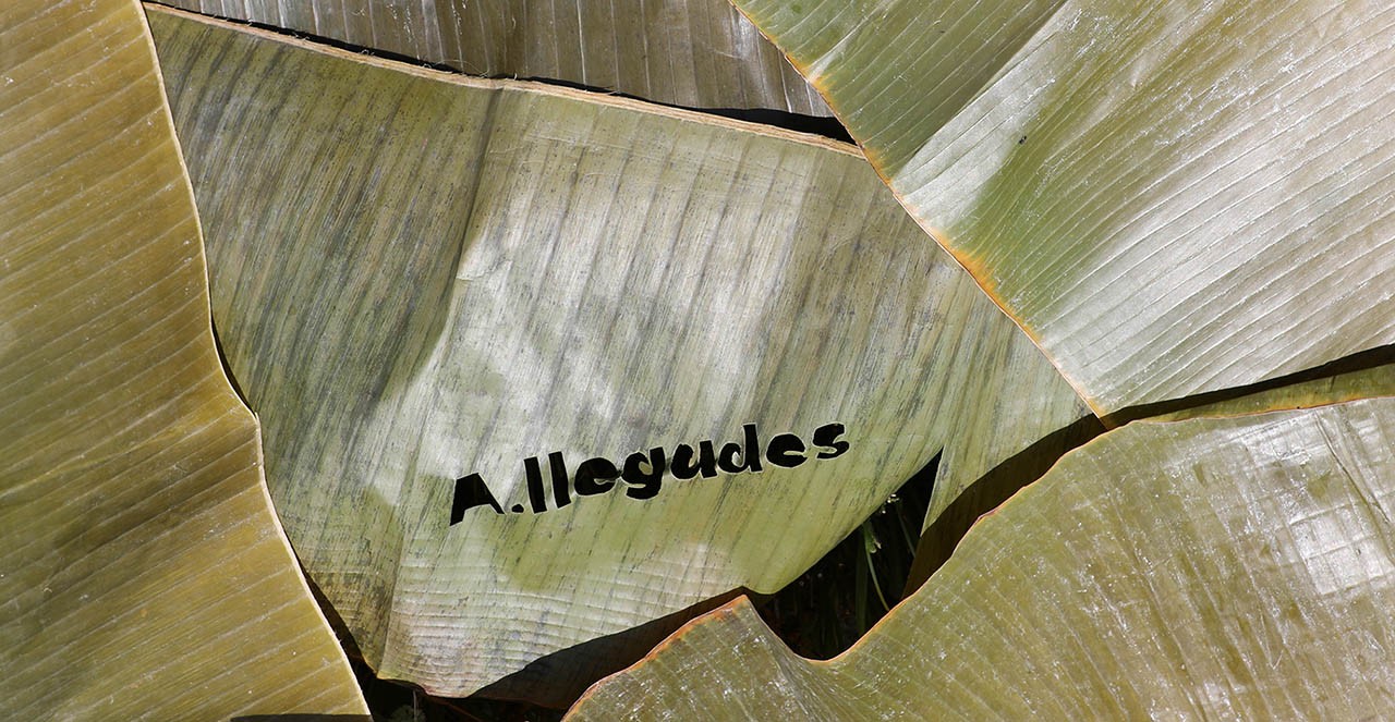 arrangement of plantain leaves, one of them has been laser cut with the exhibition title A.Ilegades arrangement of plantain leaves, one of them has been laser cut with the exhibition title A.Ilegades