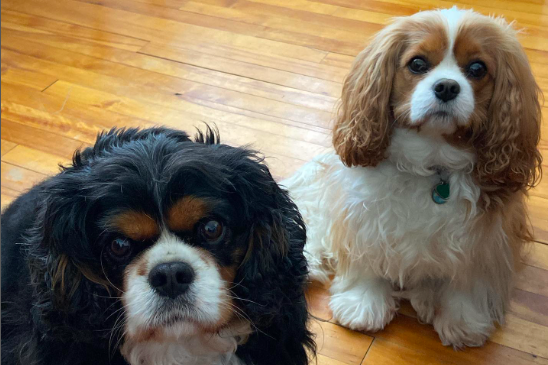 Two spaniel dogs look at the camera