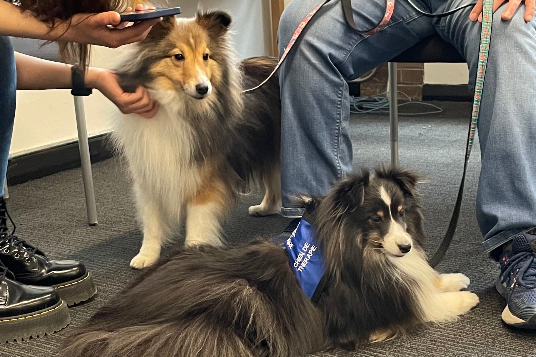 Two collie dogs sit in the Vanier library