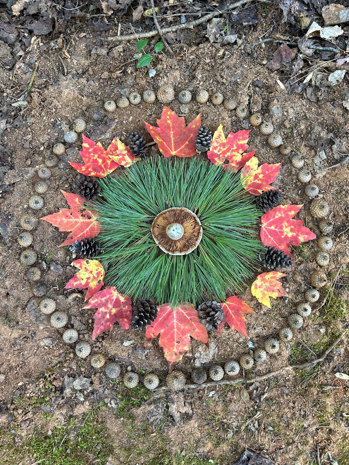 grass, red leaves, pine cones and small stones arranged in a circle on the ground
