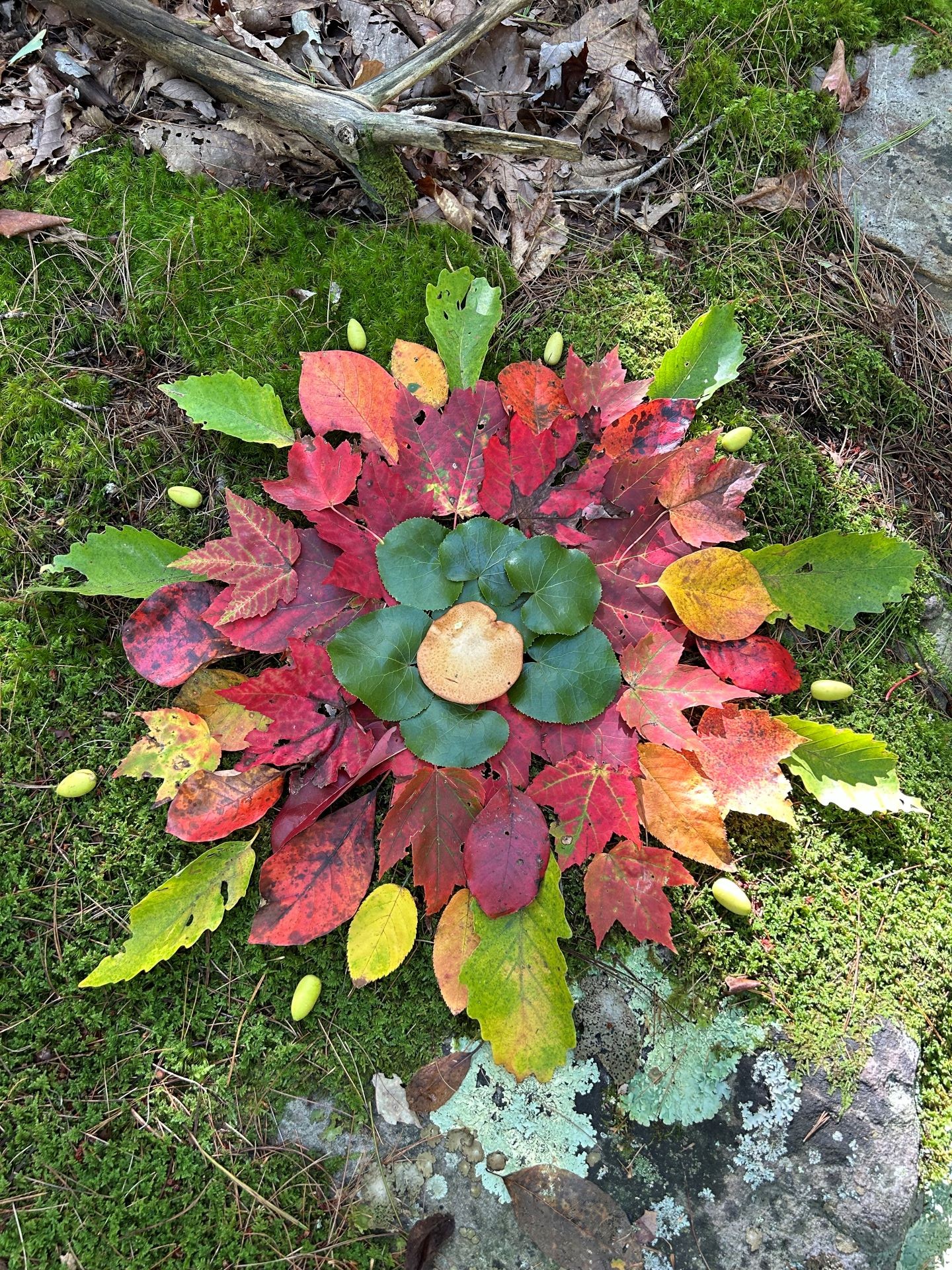 green, red, and yellow leaves arranged in circular pile on moss