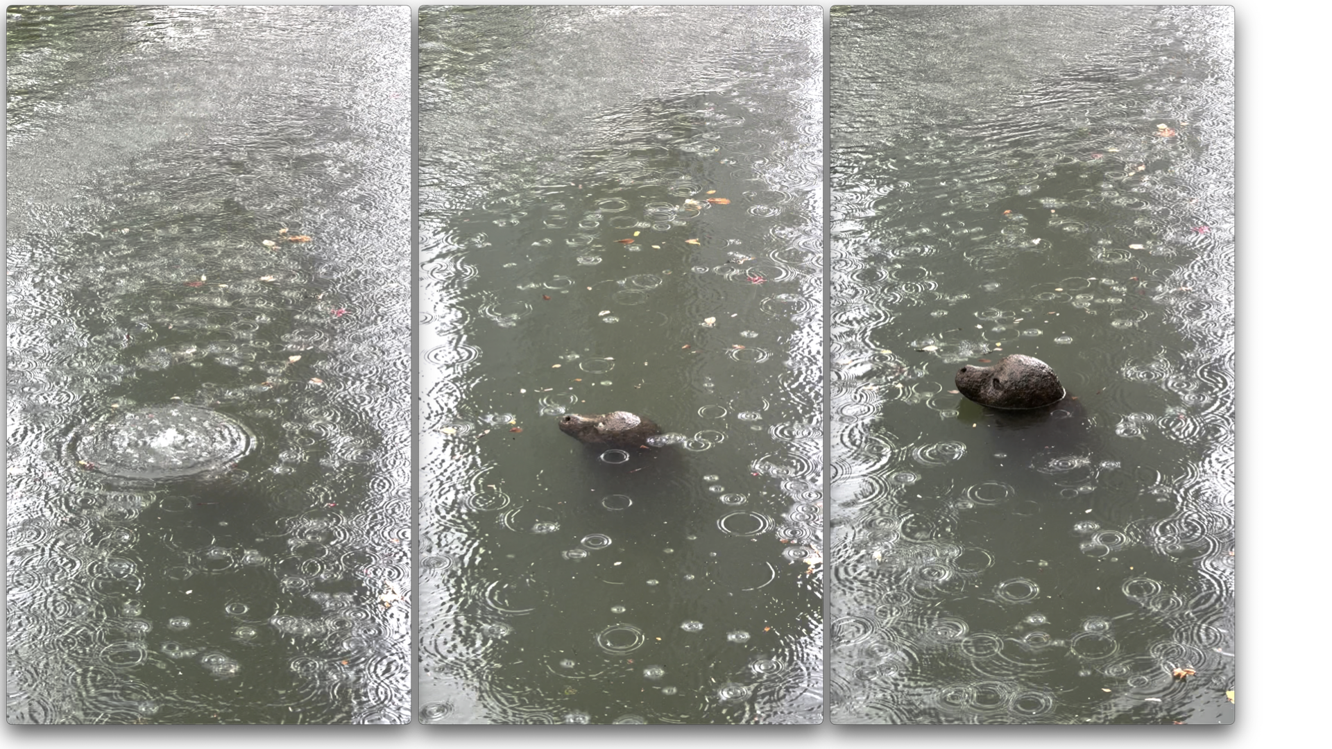 seal scultpure in canal