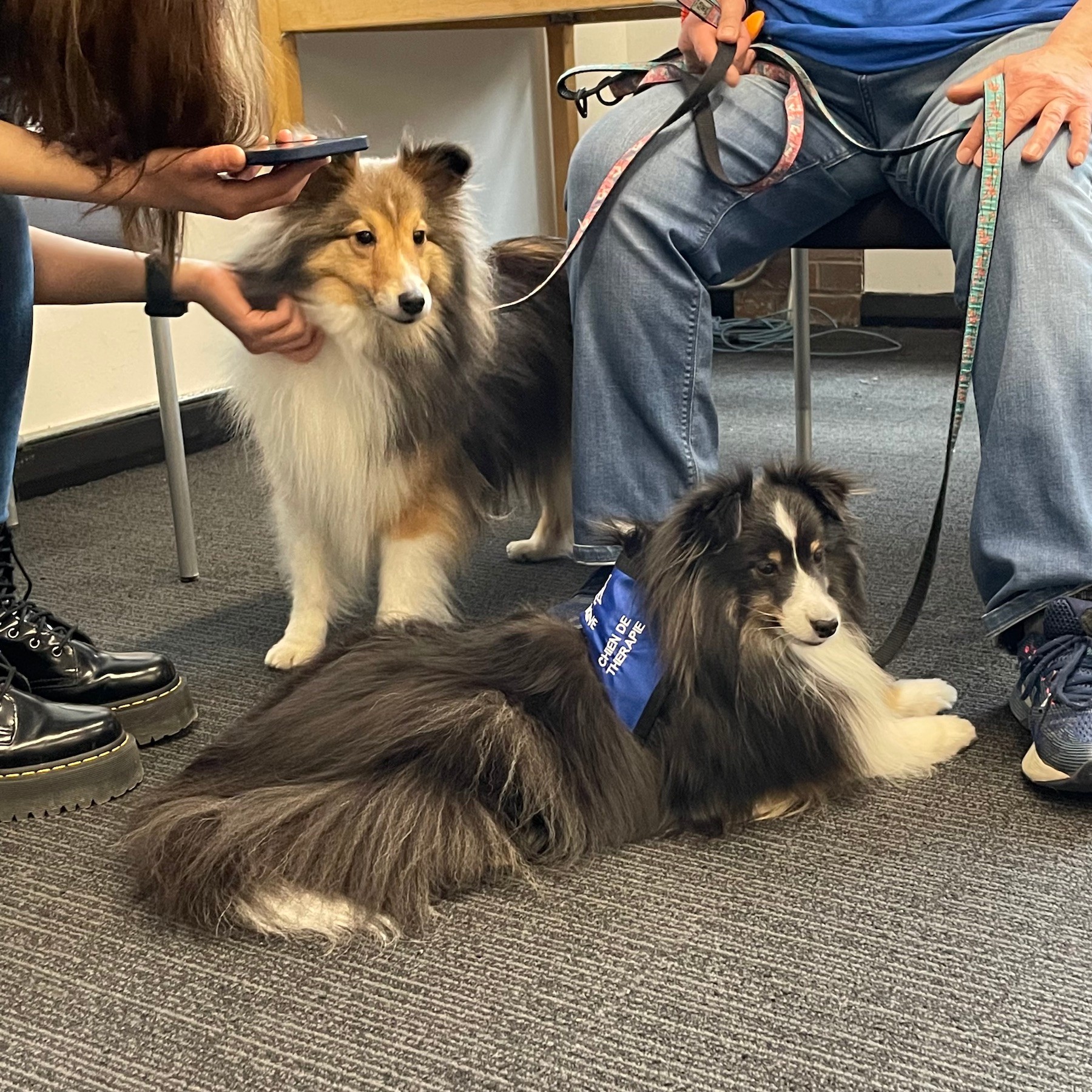 Cute dogs sitting down with students