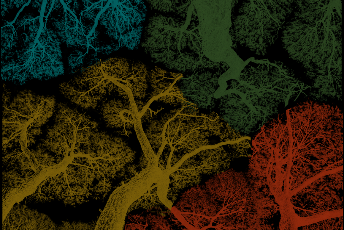 Multi-coloured crown-shy trees