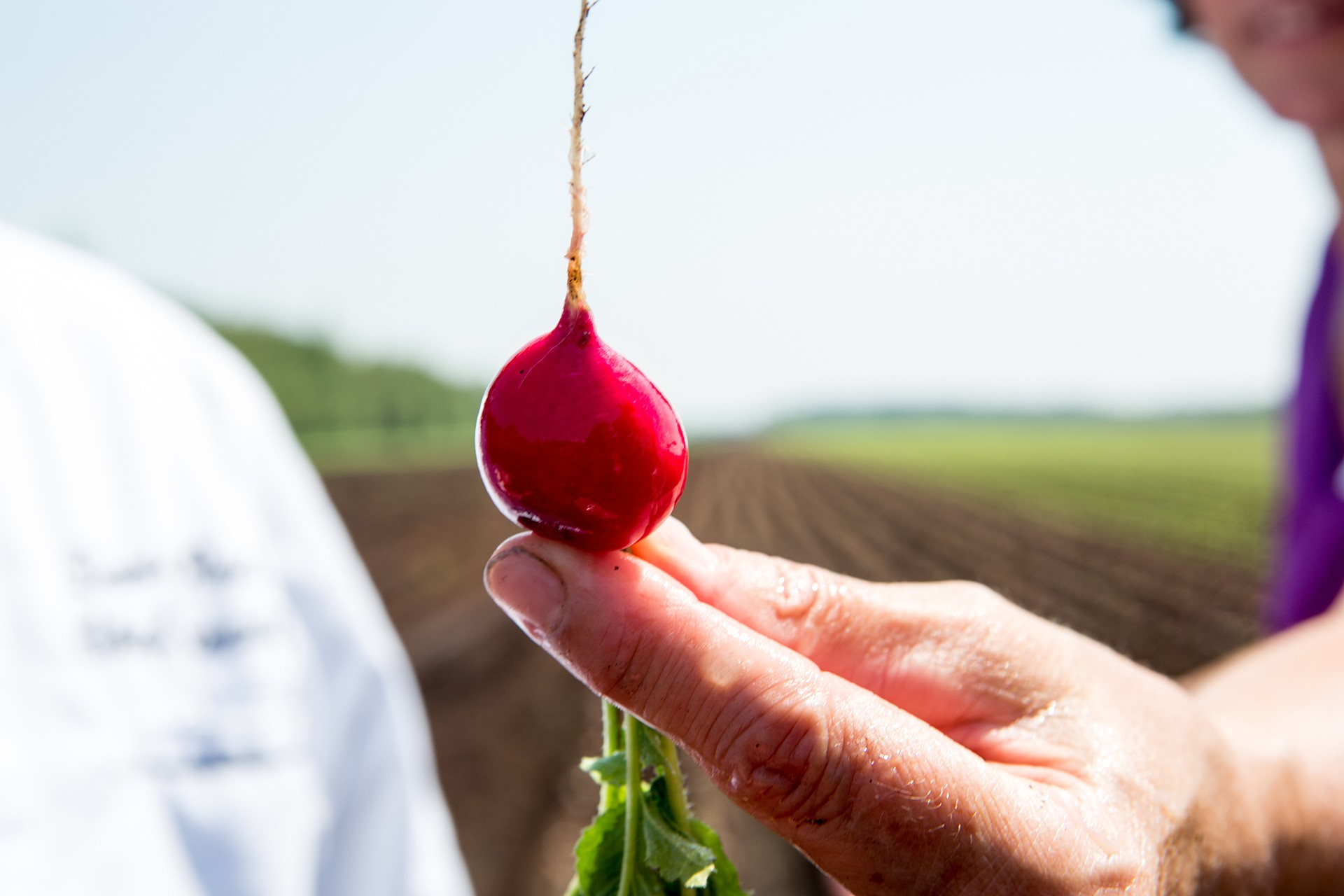 A hand holds up a freshly picked radish with a farm field in the background