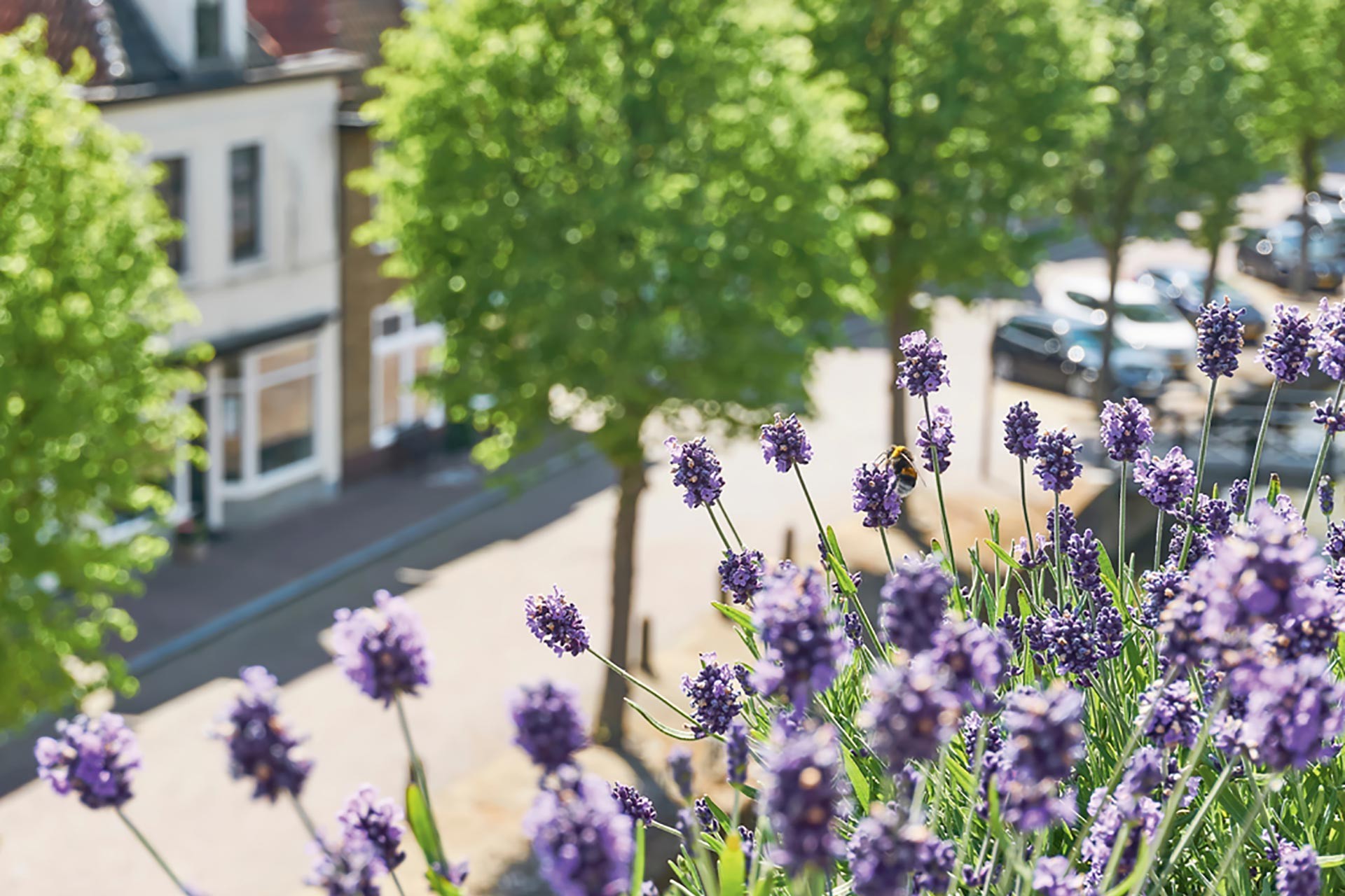 Purple wildflowers at the level of a rooftop or balcony are pollinated by a bee in the foreground. In the background lower down is a street lined with trees, homes, and parked cars.