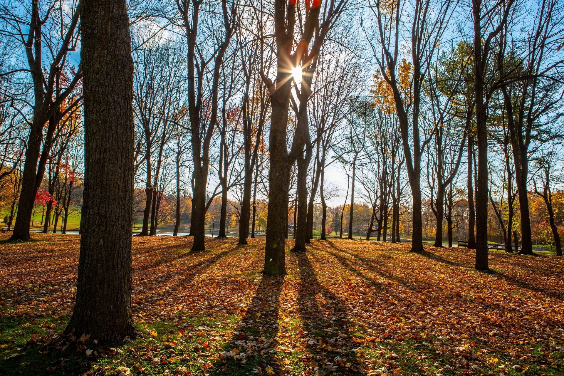 A photo of the trees and leaf-strewn ground on Mount Royal on a late fall afternoon