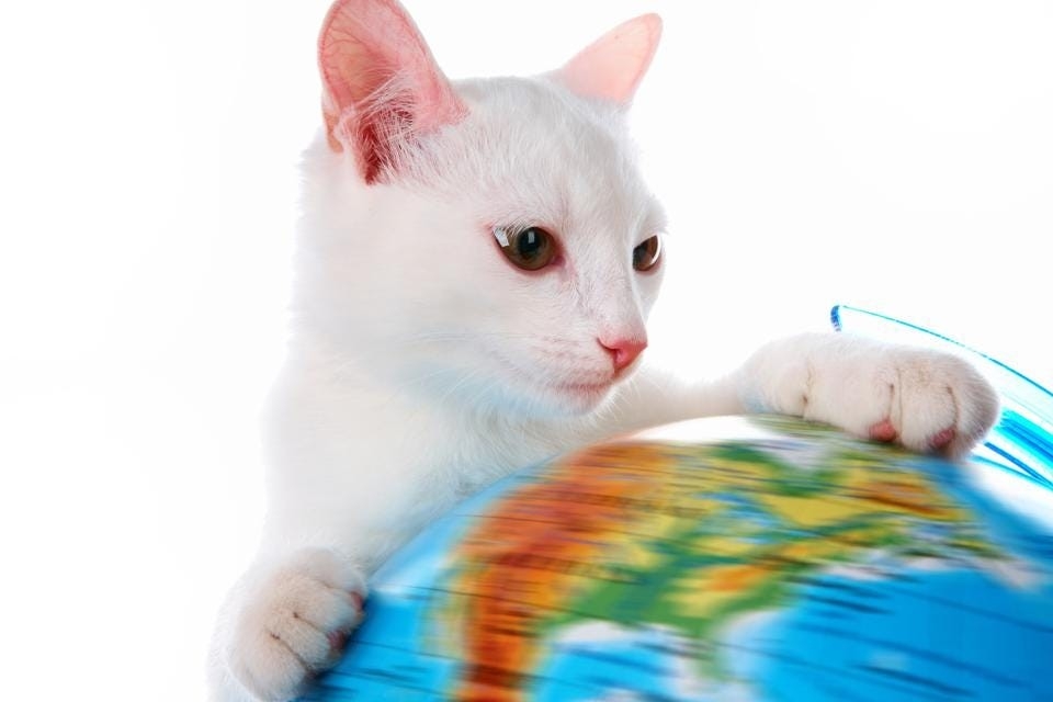 A white cat props themselves up on a globe